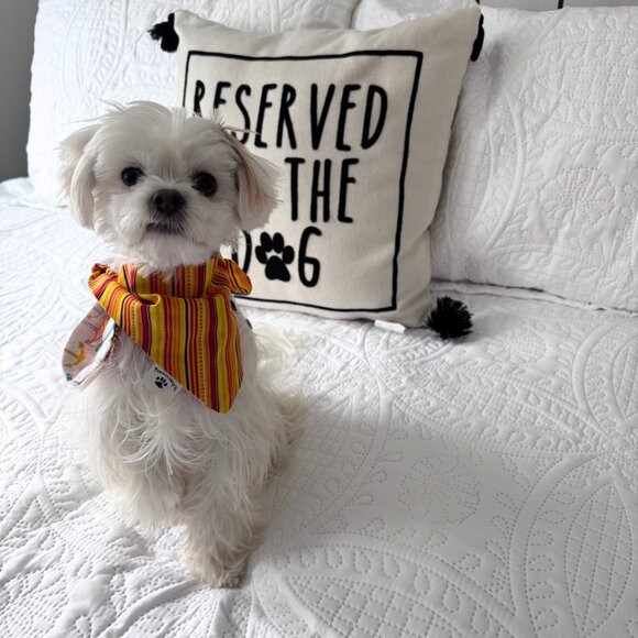 Small Dog Pawkerchief with Multicolor Sailboats and Orange Red Stripes NEW - Picture 1 of 5
